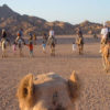 camping in the desert in Egypt